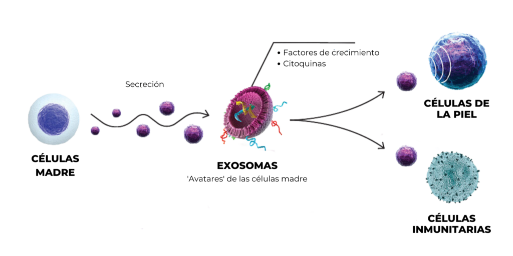 Cellgenic Exosomes 1024x512 spanish