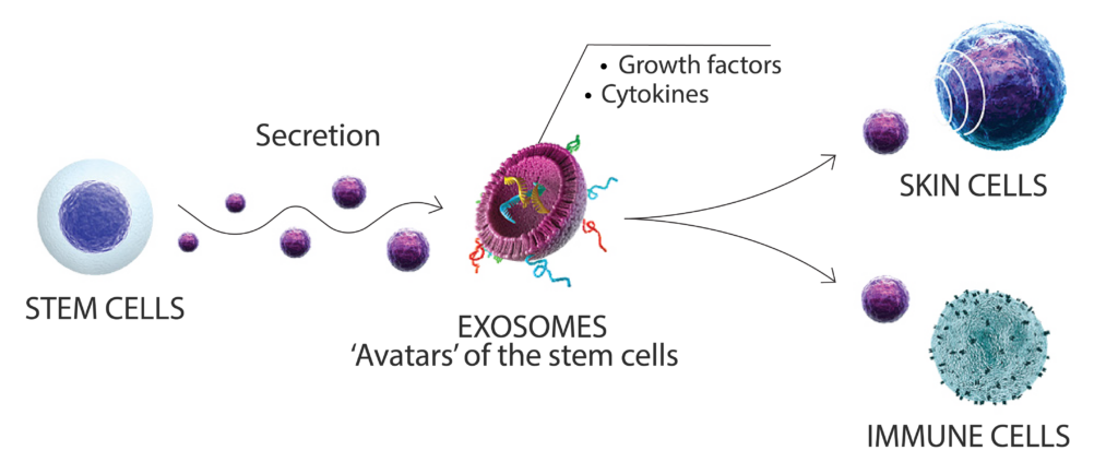 Stem cell Stem Cells