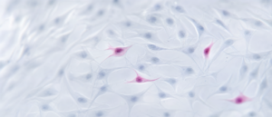 Muse Cells