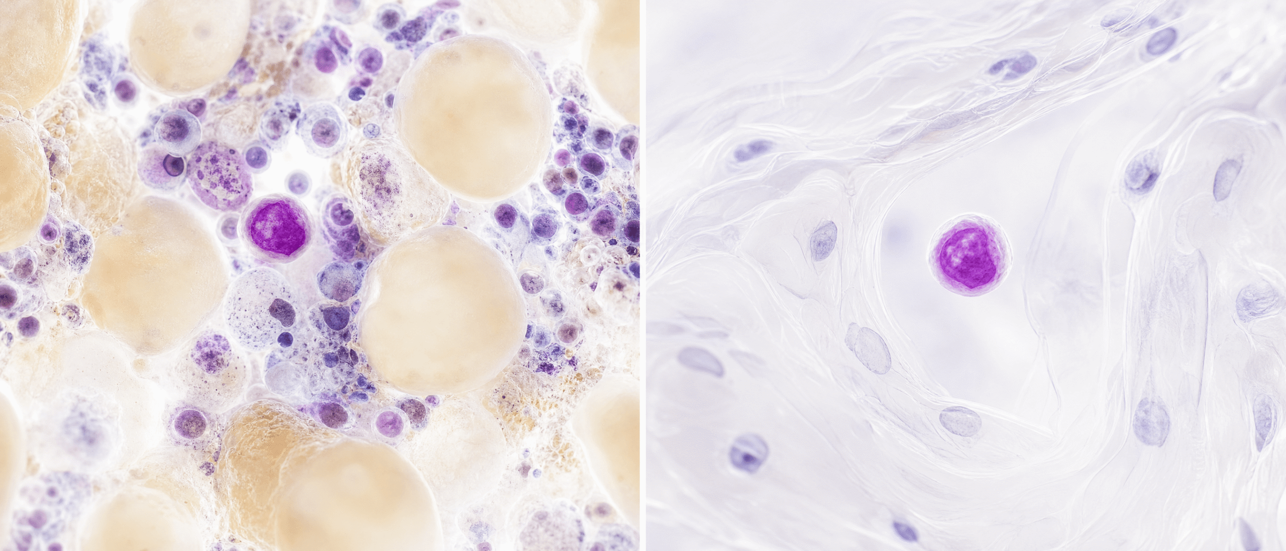 Where Do Muse Cells Come From
